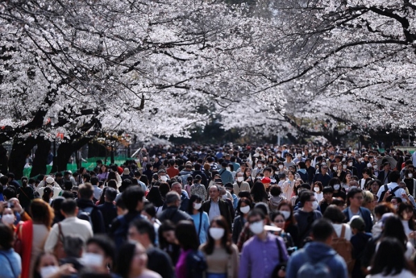 일본 도쿄 시민과 관광객들이 22일 도쿄 우에노공원에서 만개한 벚꽃을 구경하고 있다. [출처=로이터/연합뉴스]